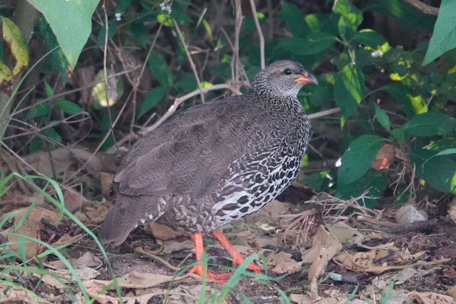 image Hildebrandt's Spurfowl